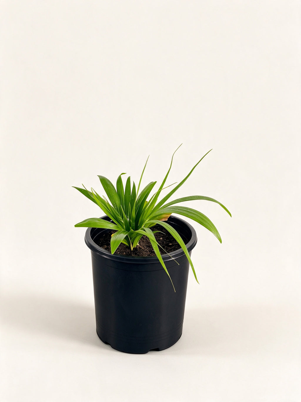 Chrysalidocarpus tokoravina