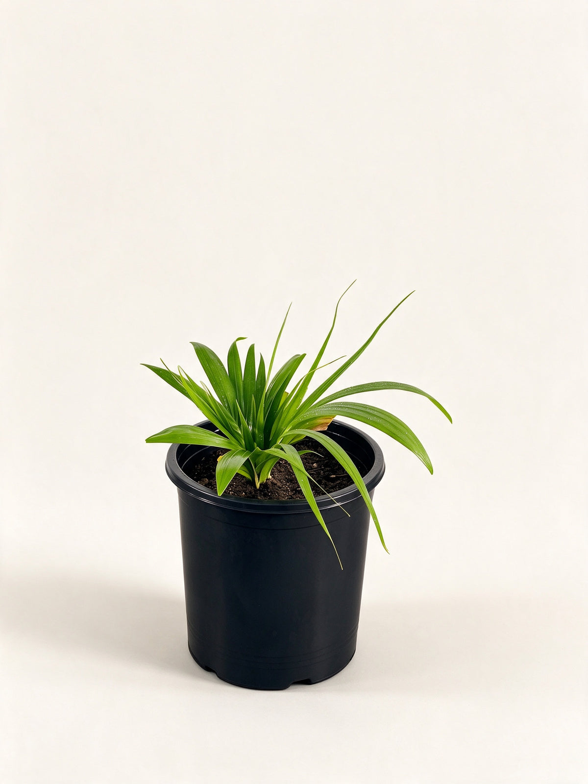 Chrysalidocarpus tokoravina