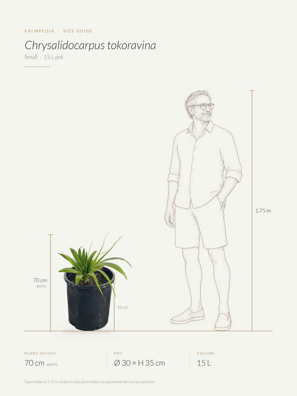 Chrysalidocarpus tokoravina – size guide