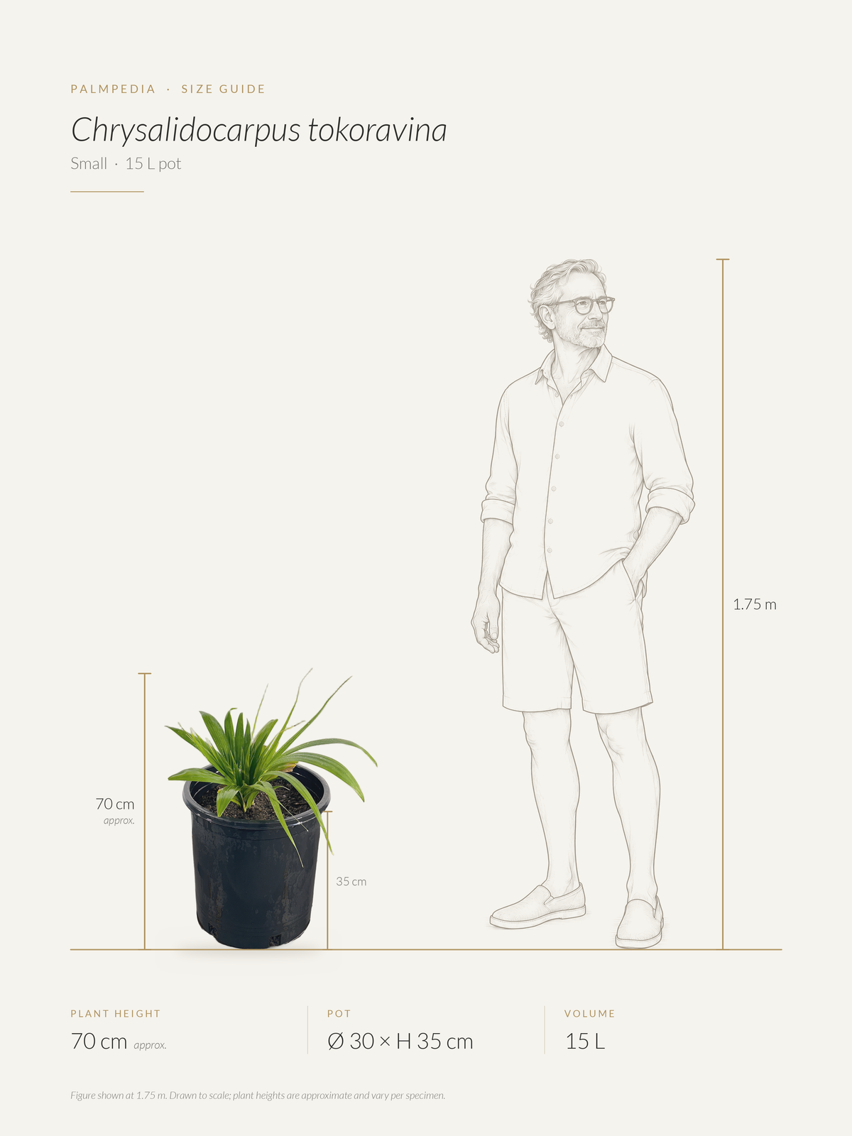Chrysalidocarpus tokoravina – size guide