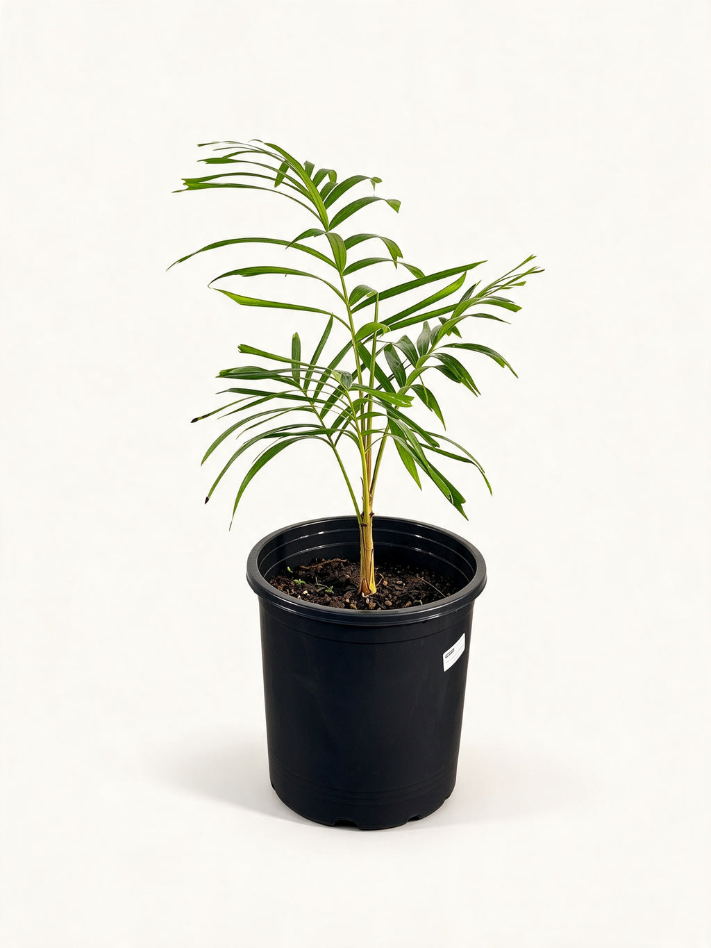 Ptychosperma microcarpum