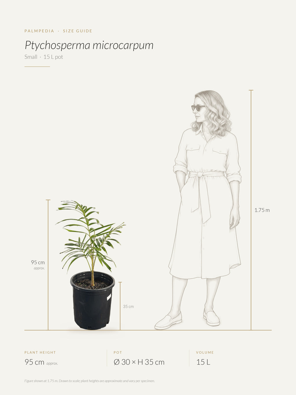 Ptychosperma microcarpum – size guide