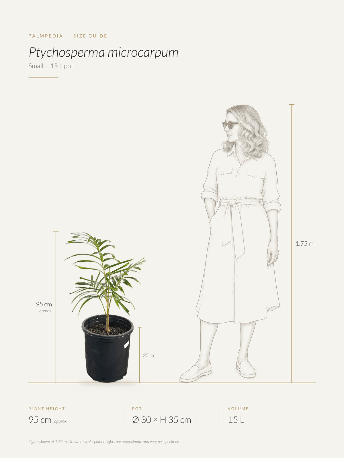 Ptychosperma microcarpum – size guide