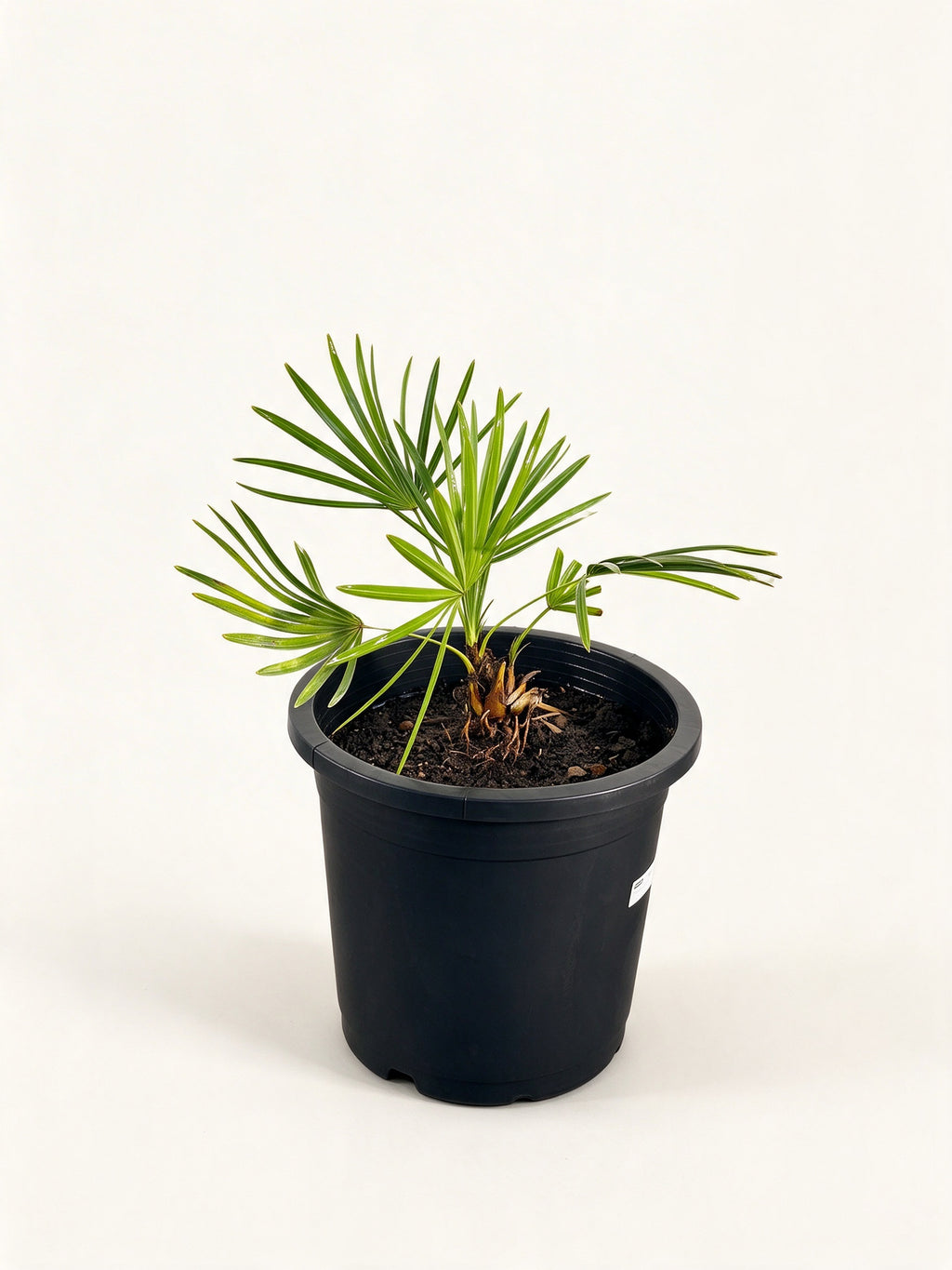 Sabal palmetto 'Lisa'