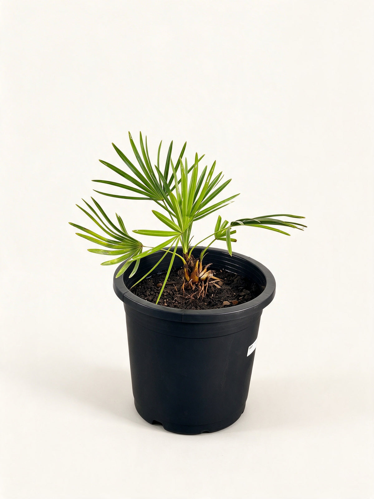 Sabal palmetto 'Lisa'