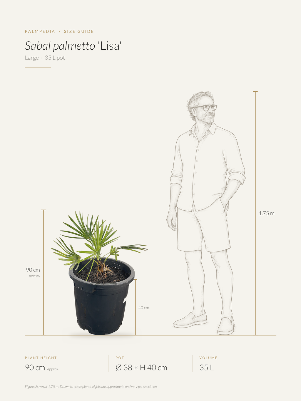 Sabal palmetto 'Lisa' – size guide