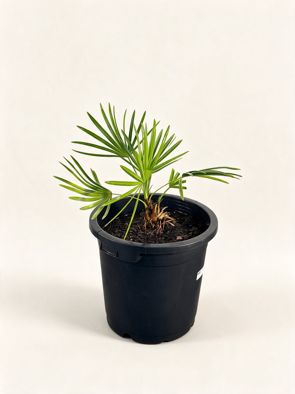 Sabal palmetto 'Lisa'