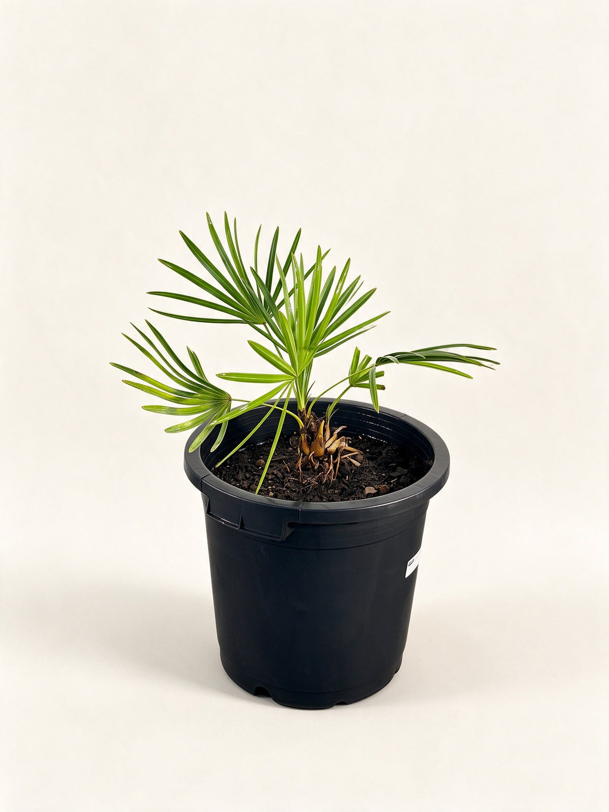 Sabal palmetto 'Lisa'