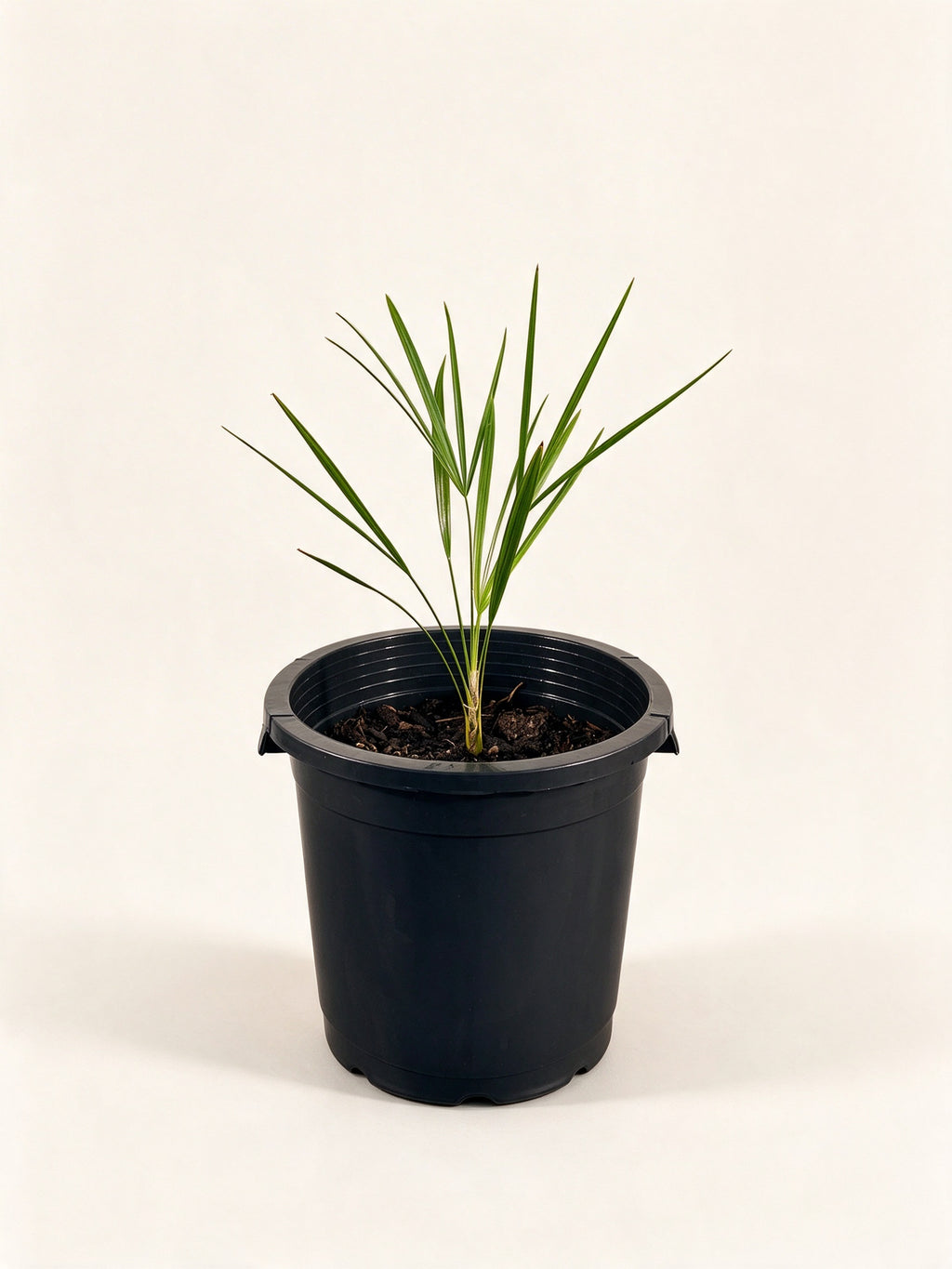 Leucothrinax morrisii