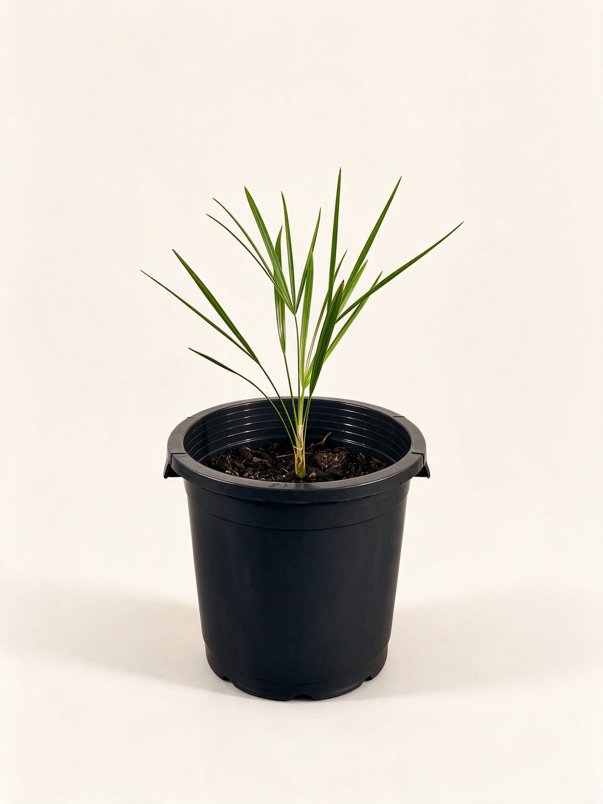 Leucothrinax morrisii