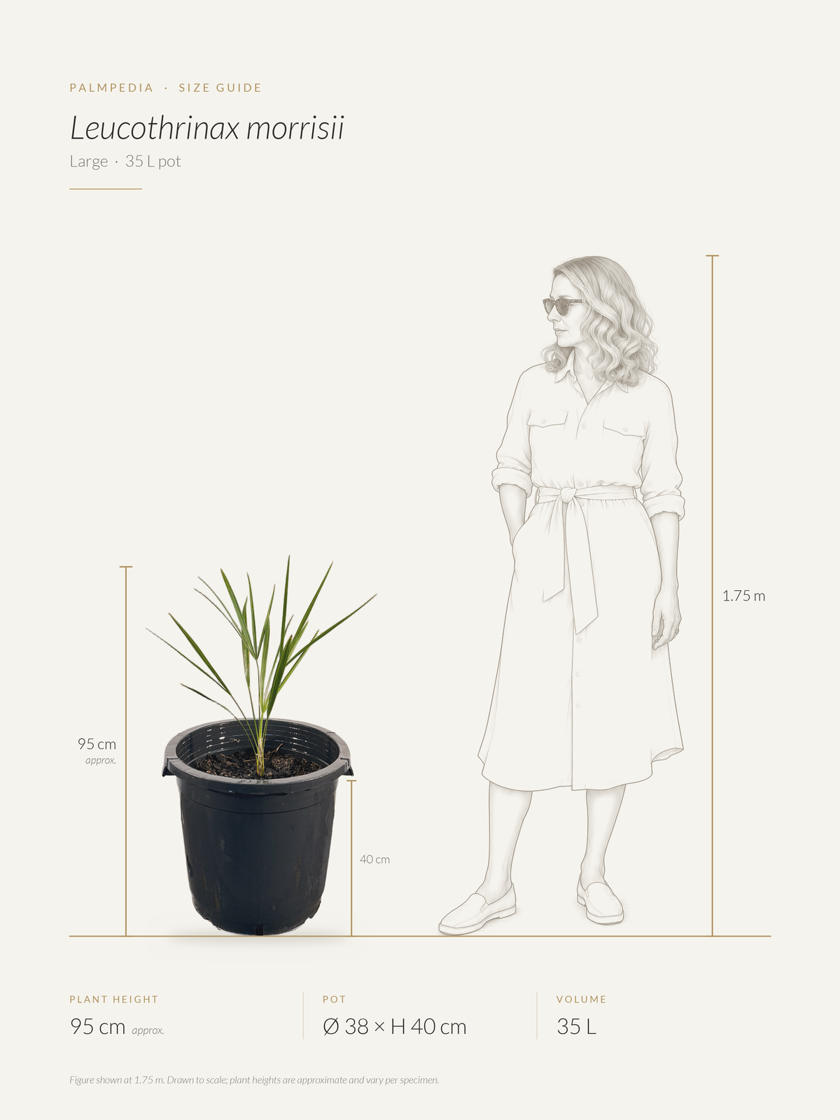 Leucothrinax morrisii – size guide