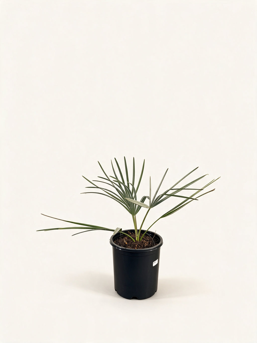 Bismarckia nobilis 'Silver'