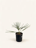 Bismarckia nobilis 'Silver'