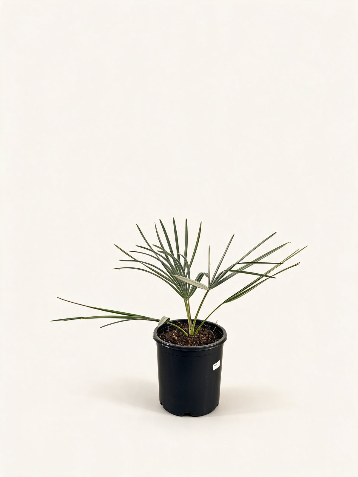 Bismarckia nobilis 'Silver'