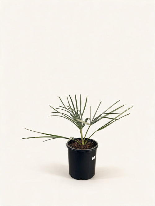 Bismarckia nobilis 'Silver'