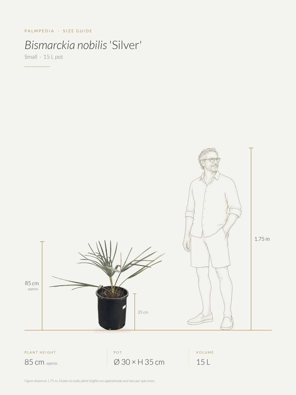 Bismarckia nobilis 'Silver' – size guide