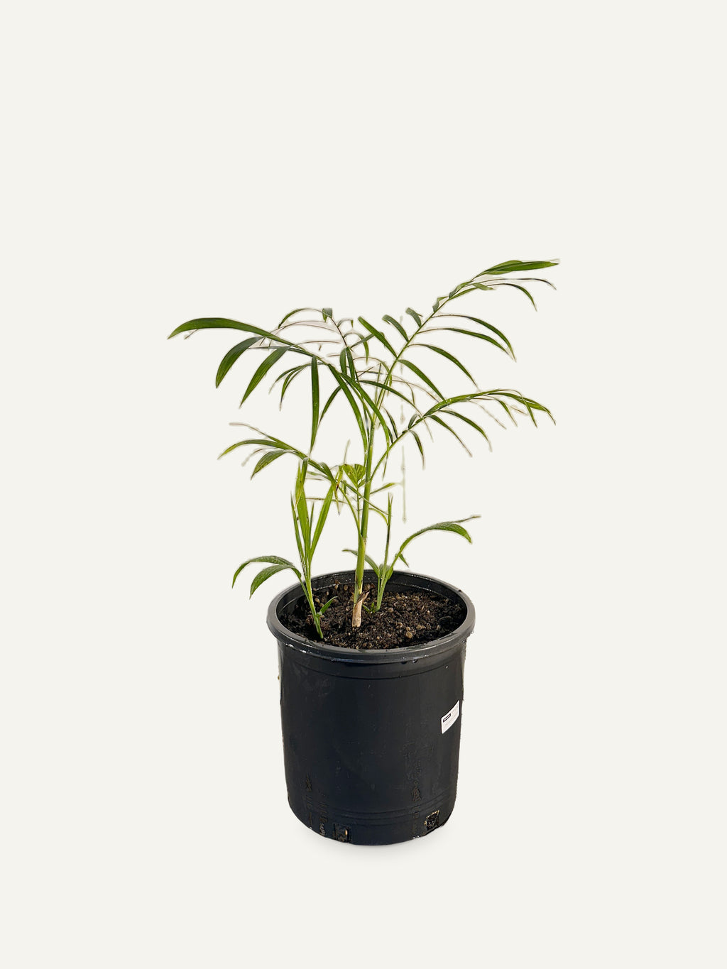 Chamaedorea seifrizii – Palmpedia, view 2