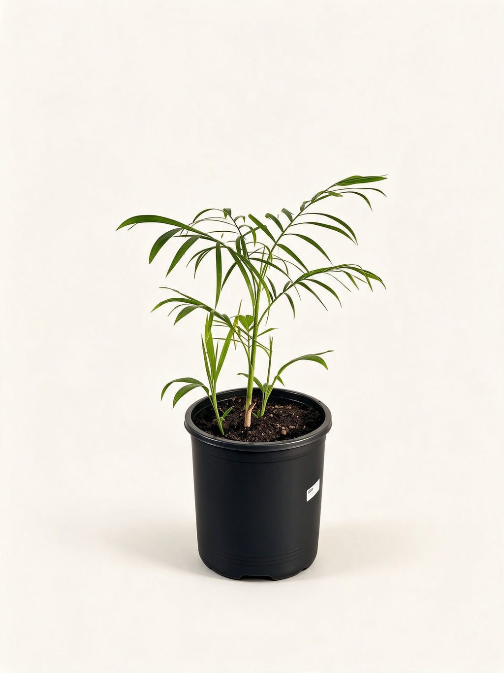 Chamaedorea seifrizii