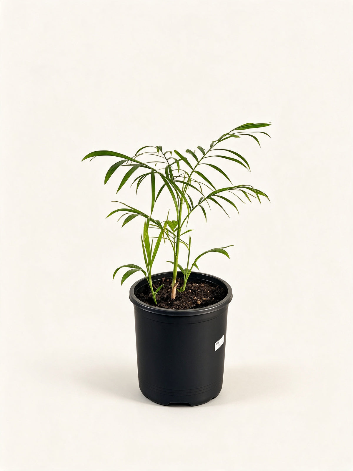 Chamaedorea seifrizii