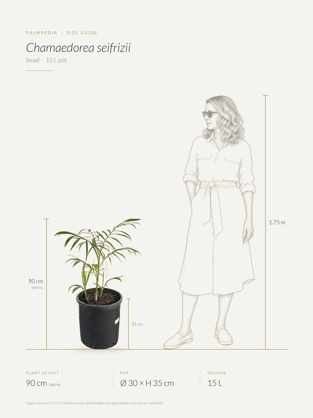 Chamaedorea seifrizii – size guide