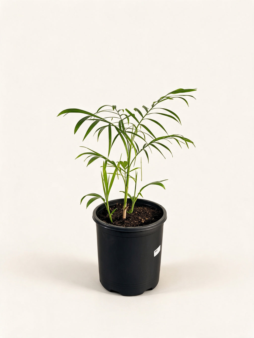 Chamaedorea seifrizii