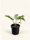 Cycas tropophylla