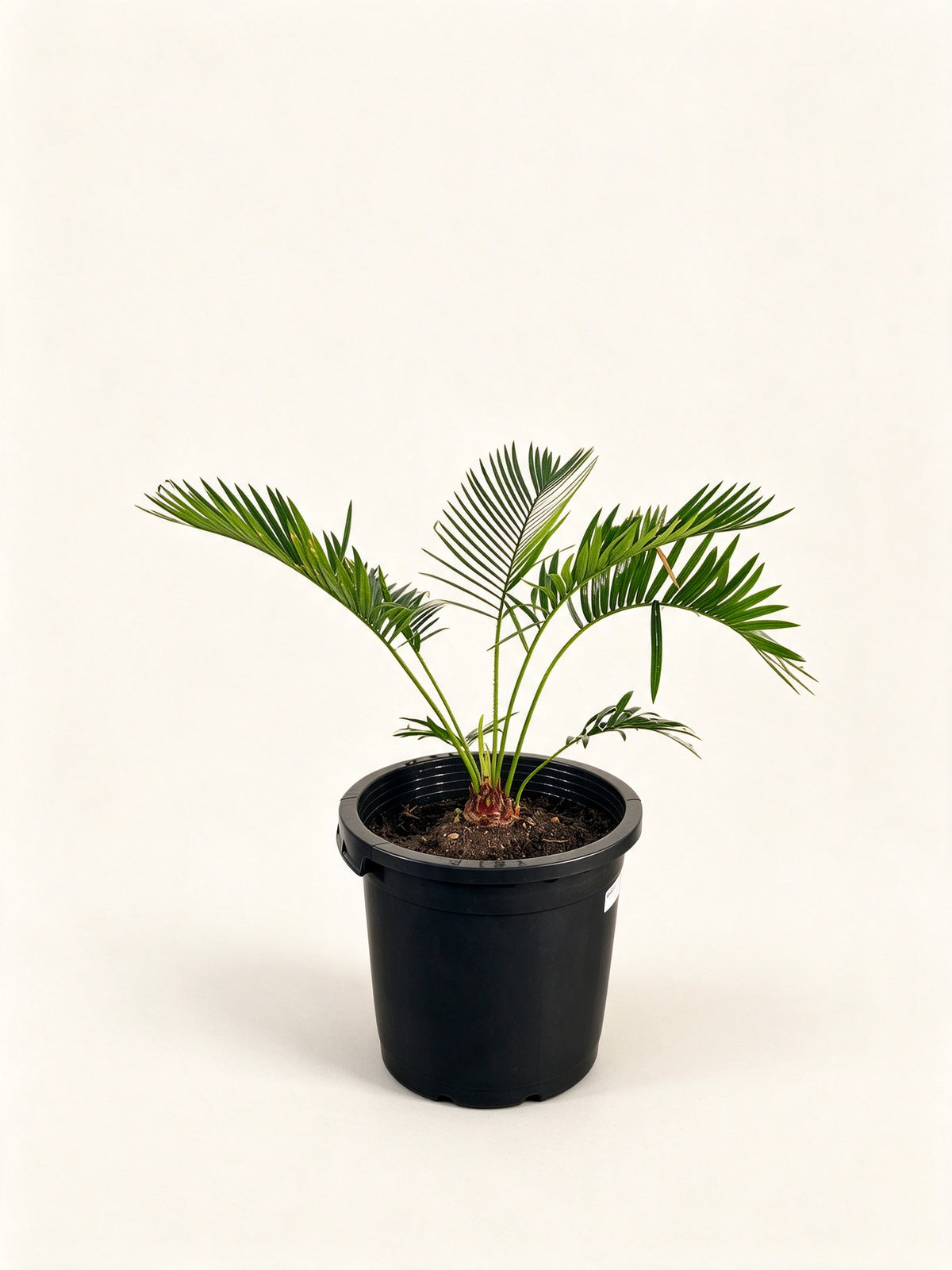 Cycas tropophylla