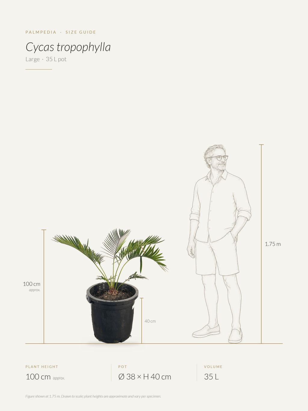 Cycas tropophylla – size guide