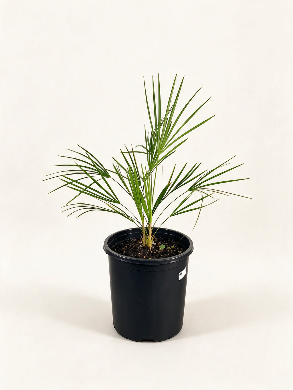 Leucothrinax morrisii