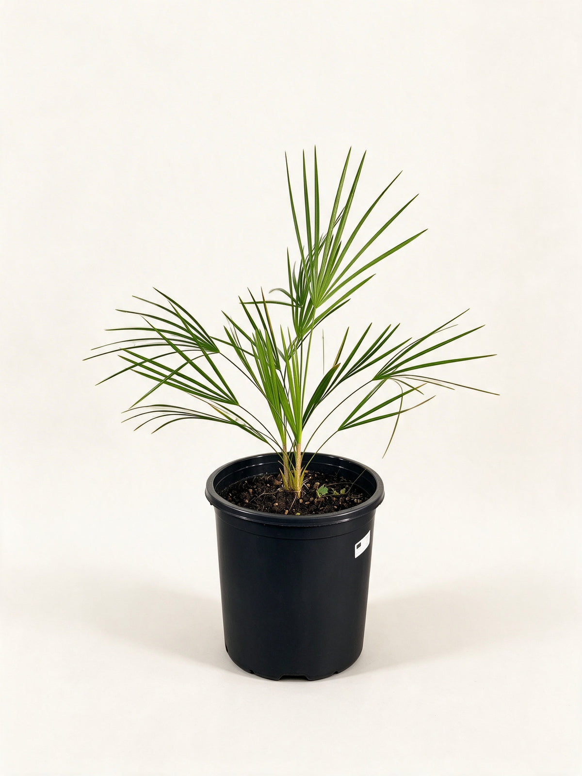 Leucothrinax morrisii