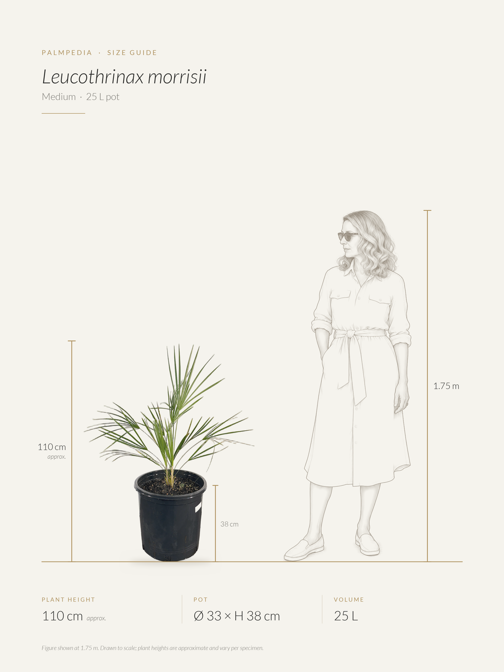 Leucothrinax morrisii – size guide