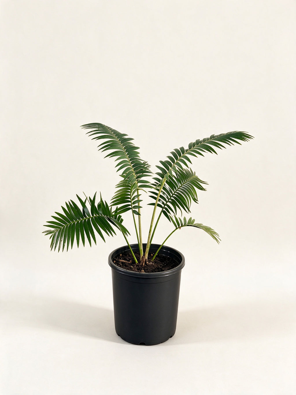Dioon rzedowskii