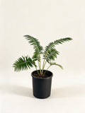 Dioon rzedowskii
