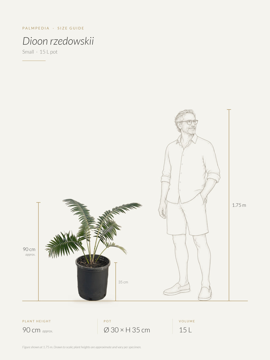 Dioon rzedowskii – size guide