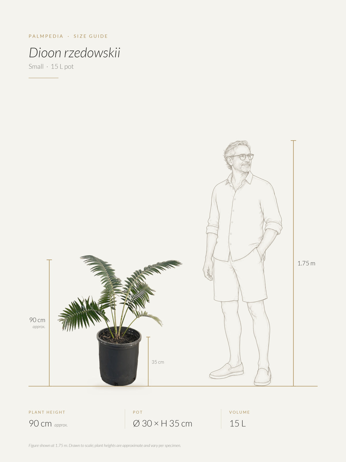 Dioon rzedowskii – size guide