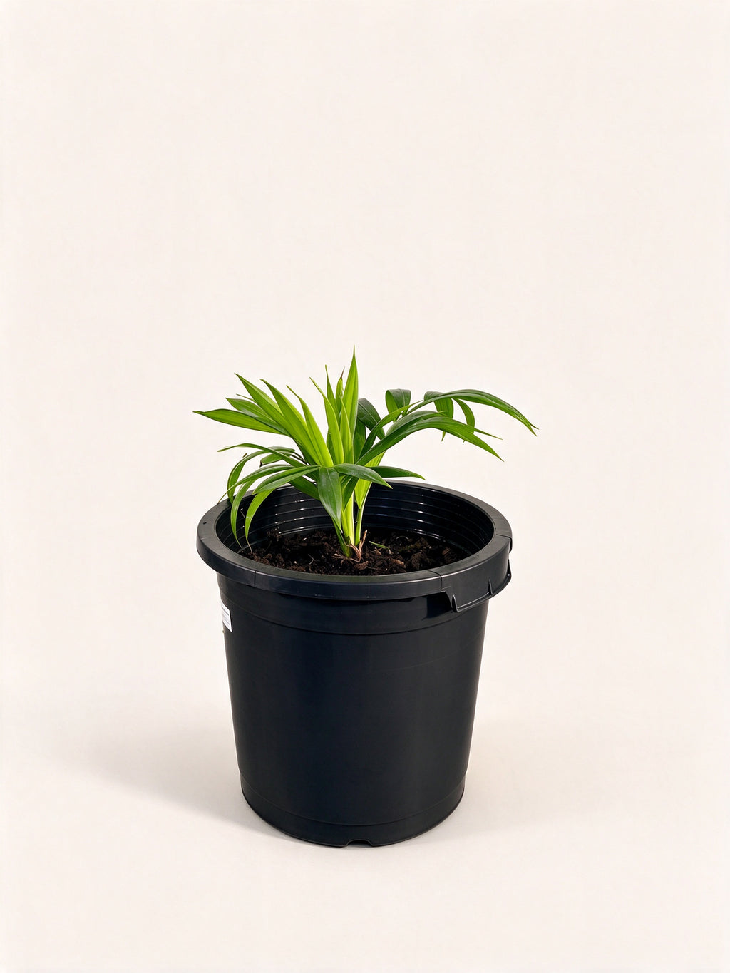 Dypsis 'Dark Mealy Bug'
