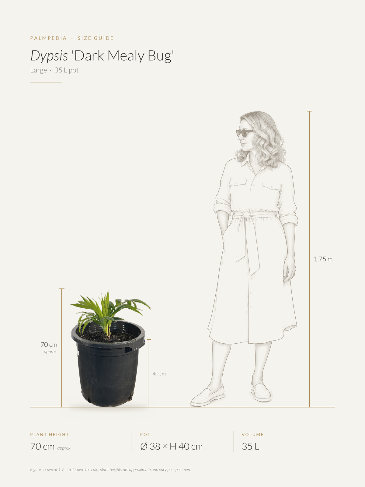 Dypsis 'Dark Mealy Bug' – size guide