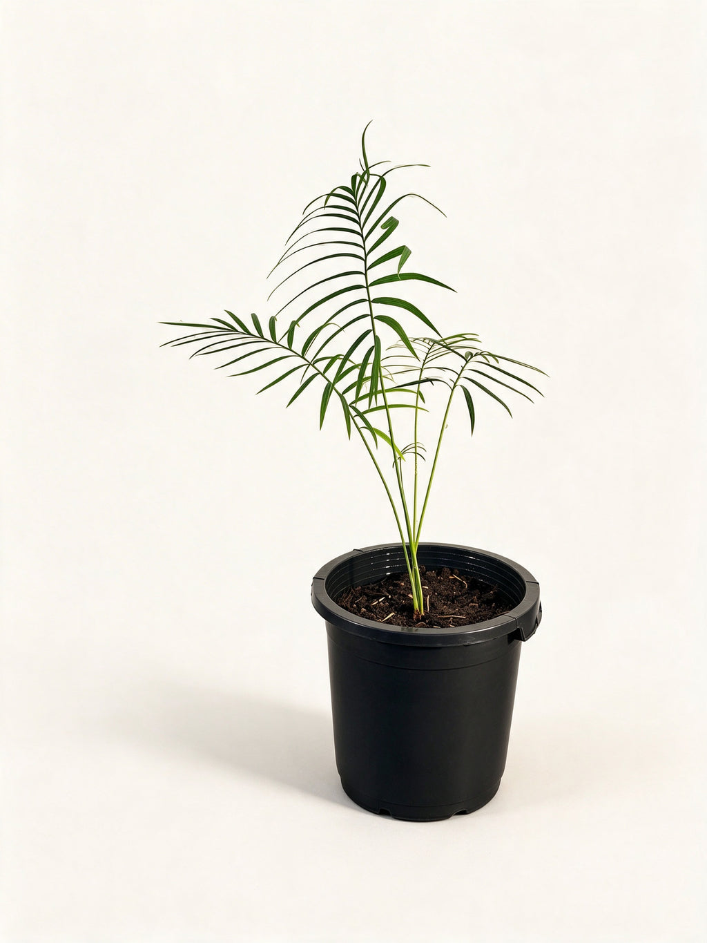 Cycas chamaoensis