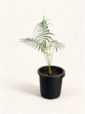 Cycas chamaoensis