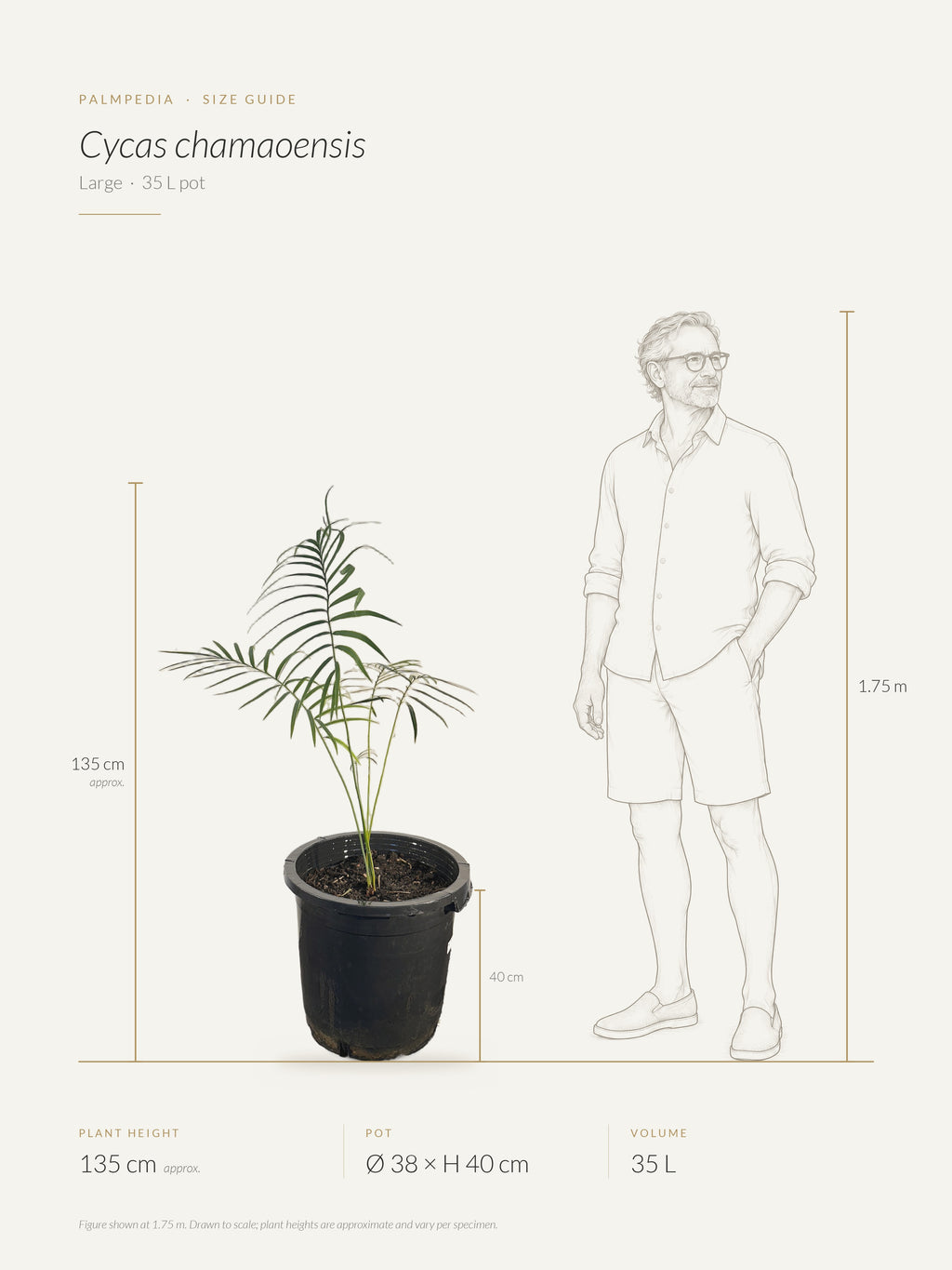 Cycas chamaoensis – size guide