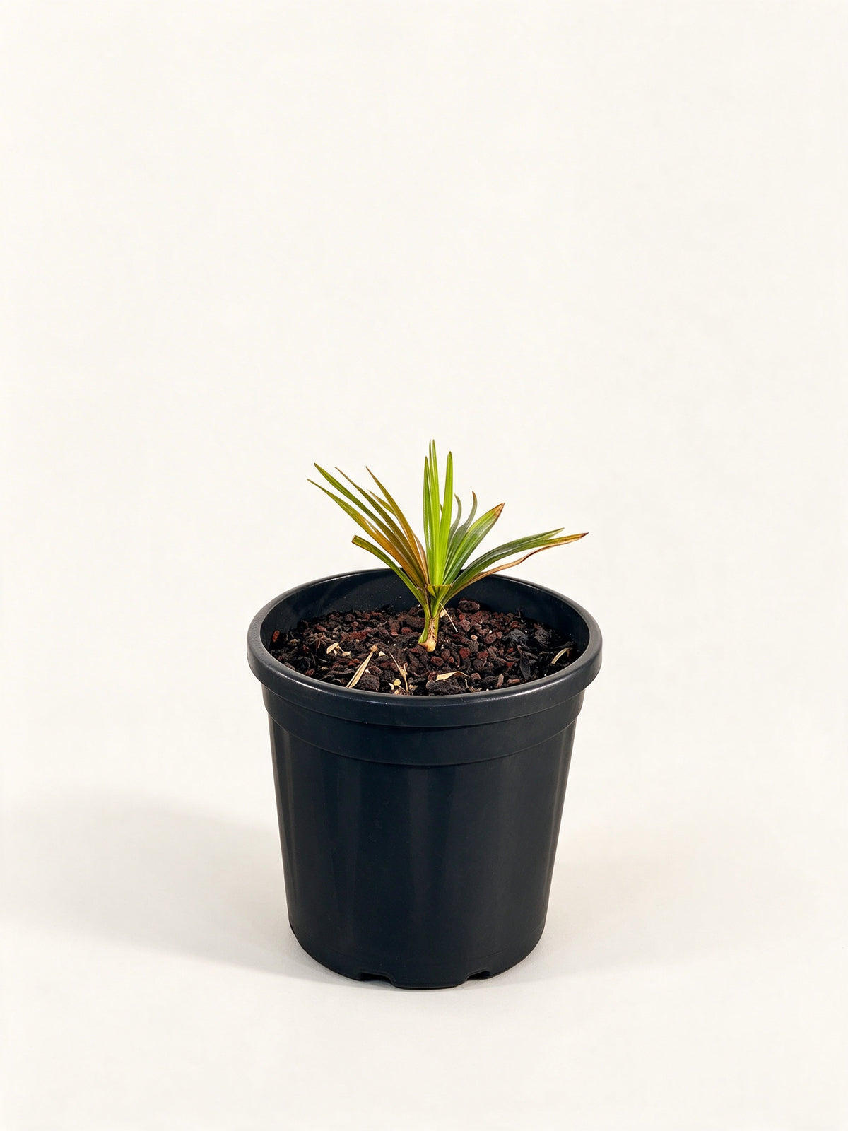 Copernicia gigas