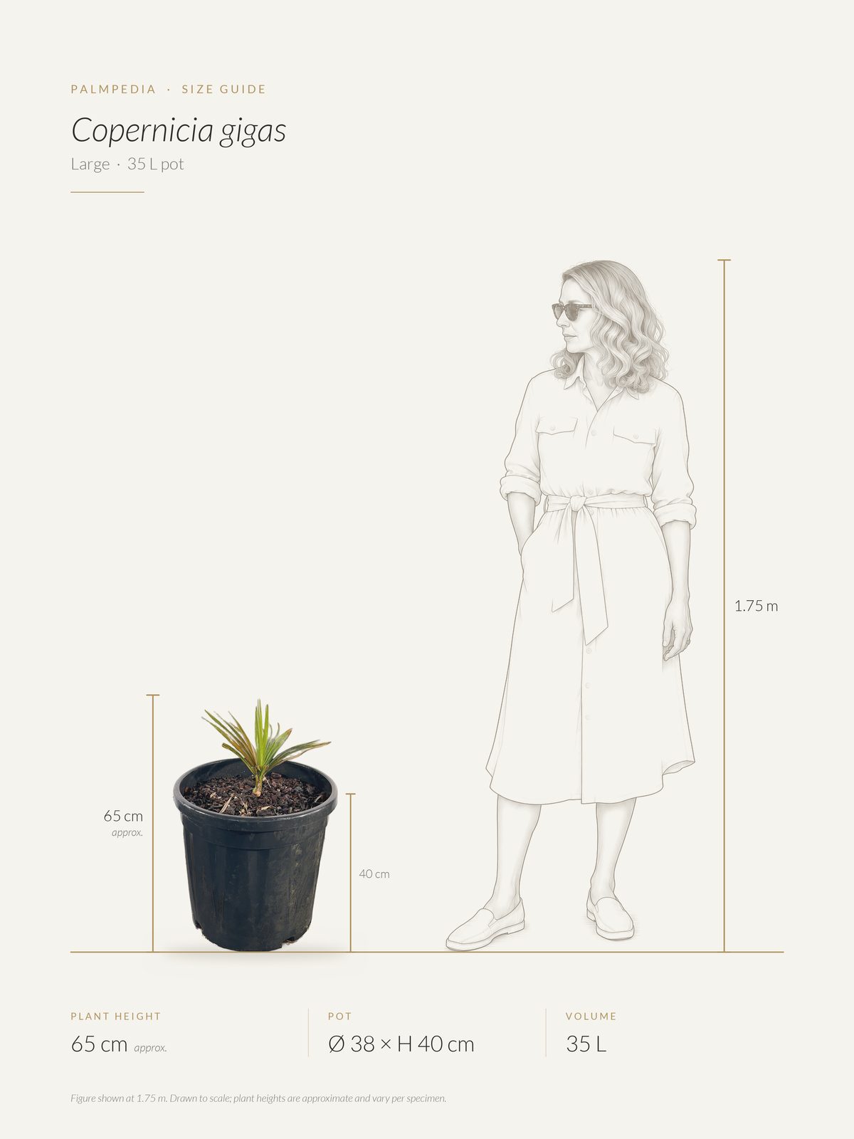 Copernicia gigas – size guide