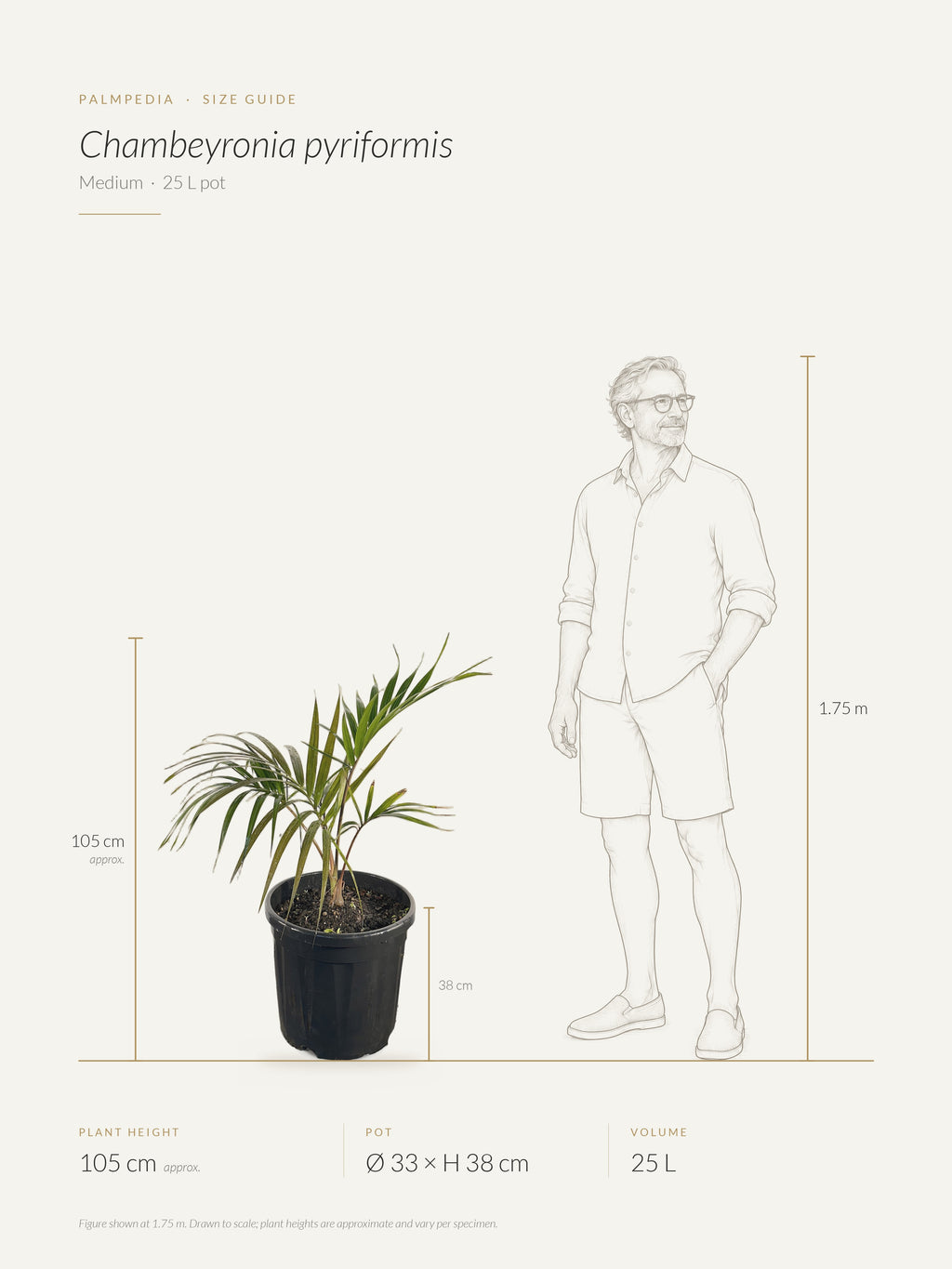 Chambeyronia pyriformis – size guide