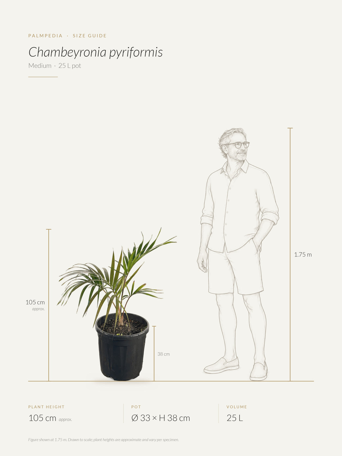 Chambeyronia pyriformis – size guide