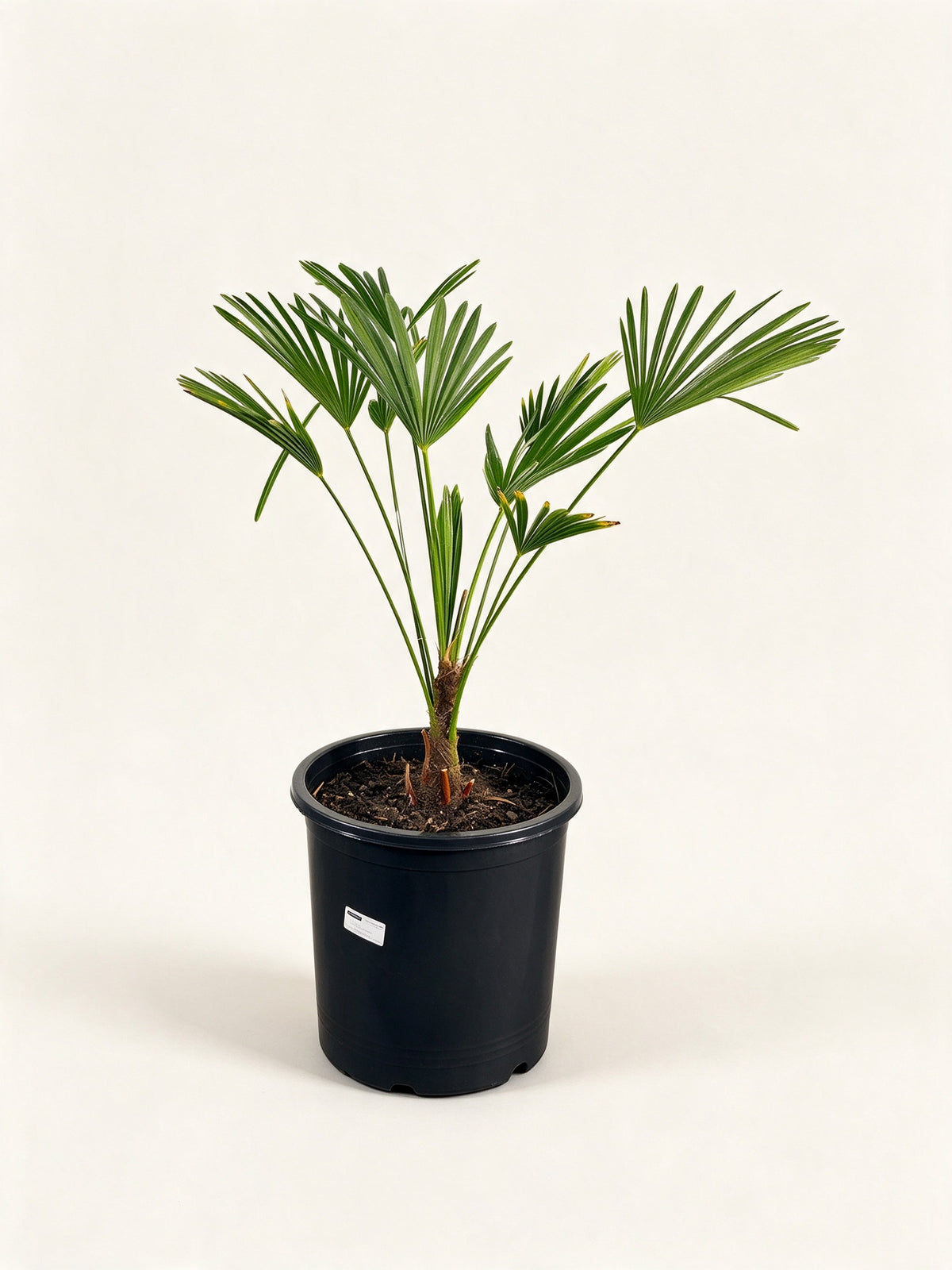 Trachycarpus fortunei 'Wagnerianus'
