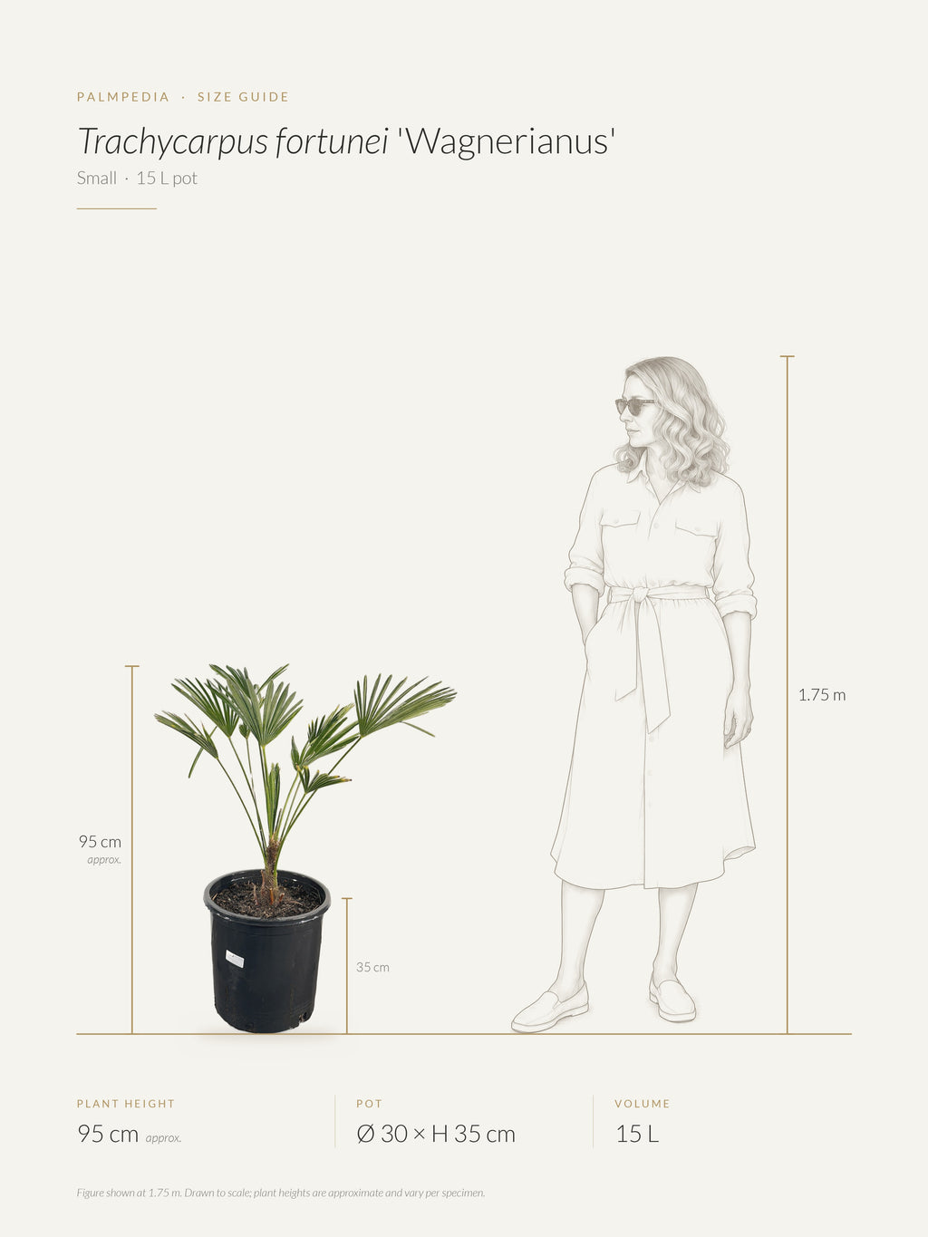 Trachycarpus fortunei 'Wagnerianus' – size guide