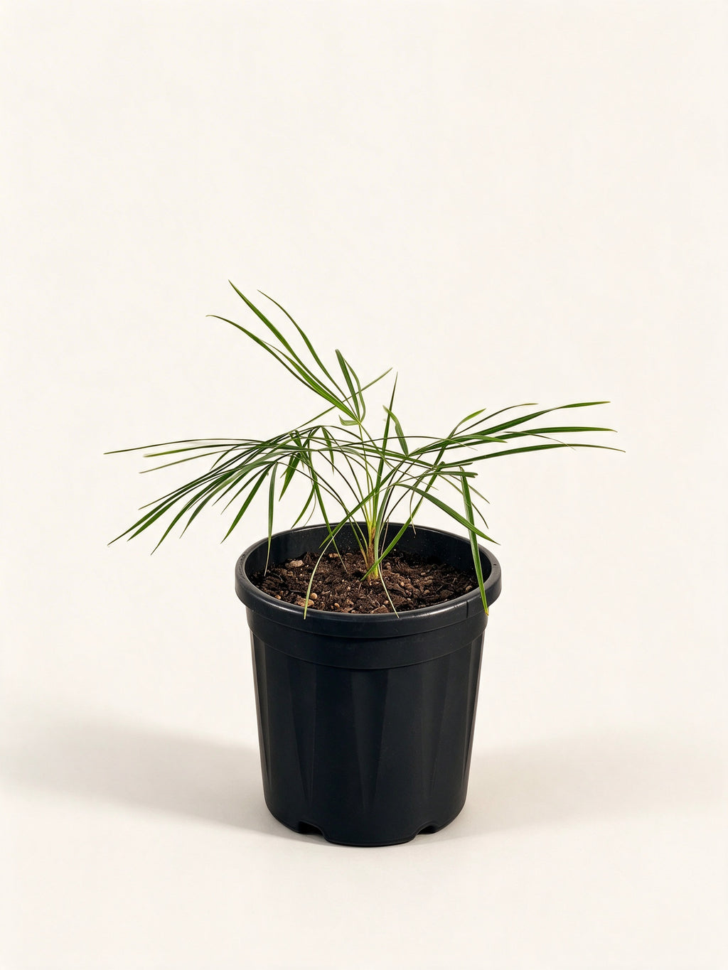Coccothrinax hioramii