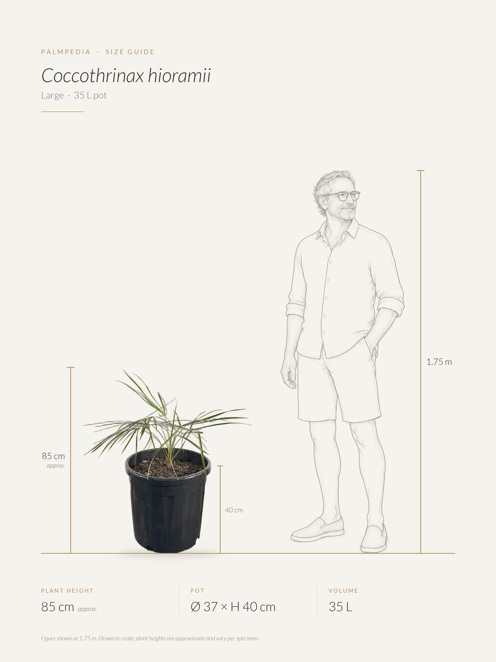 Coccothrinax hioramii – size guide