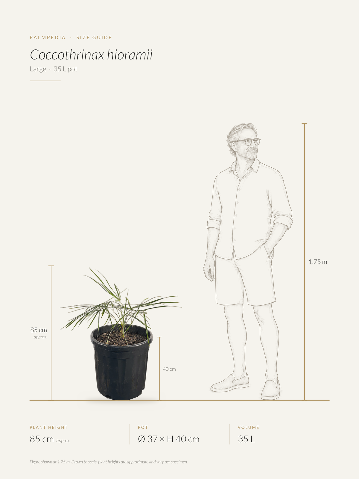 Coccothrinax hioramii – size guide