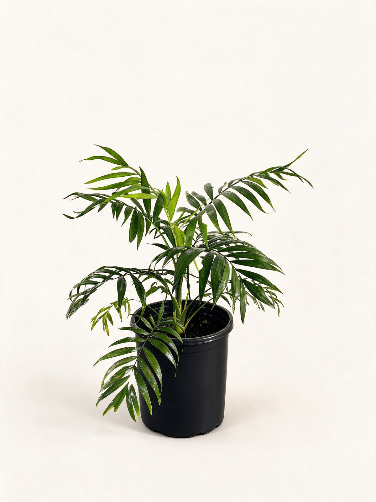 Chamaedorea elegans